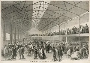 Stovepipe: Smithfield cattle show 1851