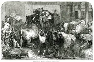Smithfield: Smithfield Club?s Christmas, cattle 1856