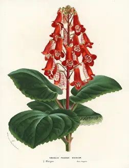Bicolor: Smithiantha cinnabarina or Smithiantha fulgida