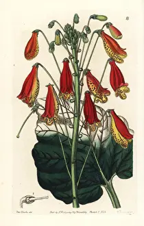 Gesnera: Smithiantha zebrina