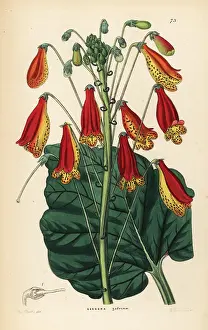 Gesnera: Smithiantha zebrina