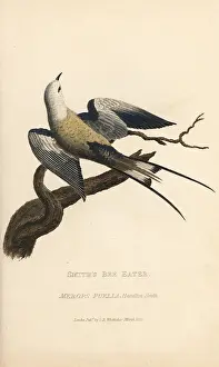 Merops: Smith's bee-eater, Merops puella