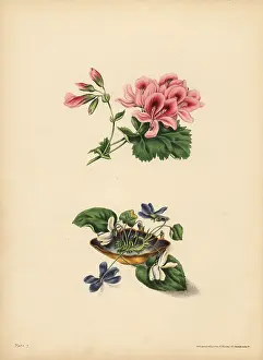 Preference: Smith's Geranium, Preference; sweet purple