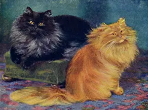 Persians: SMOKE/ORANGE PERSIANS