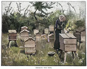SMOKING THE BEES/STOKES