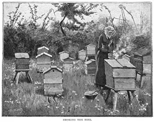 SMOKING THE BEES/STOKES