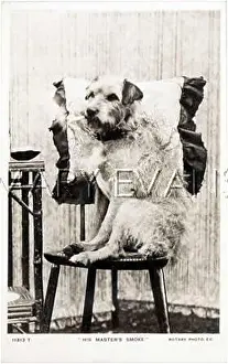 Didn T: SMOKING DOG