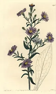 Cyaneus: Smooth aster, Symphyotrichum laeve