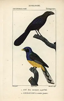 Amazonian: Smooth-billed ani, Crotophaga ani, and Amazonian