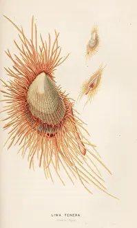 Le Monde De La Mer: Smooth flame scallop, Ctenoides mitis