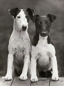 Cuddly: Smooth Fox Terriers