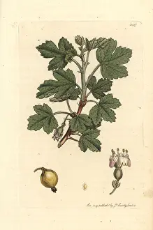 Gooseberry: Smooth gooseberry, Ribes uva-crispa