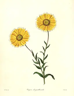 Oxyura: Smooth layia, Layia chrysanthemoides
