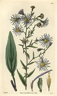 Michaelmas: Smooth-leaved michaelmas daisy, Aster laevigatus