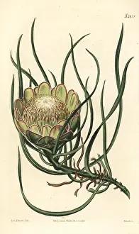 Protea: Smooth-leaved sugarbush, Protea laevis