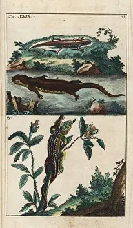 Newt: Smooth newt and sand lizard