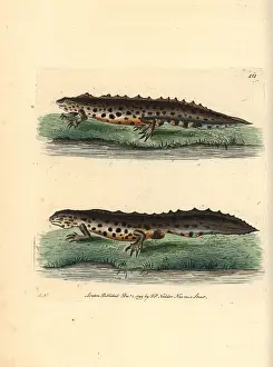 Newt: Smooth newt, Triturus vulgaris