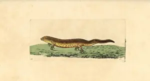 Newt: Smooth newt, Triturus vulgaris