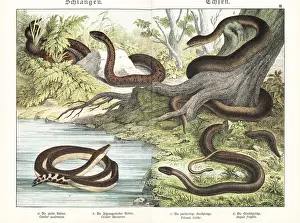 Herpetology: Smooth snake, Aesculapian snake, yellowbelly seasnake