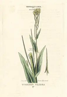 Glabra: Smooth tower mustard, Turritis glabra