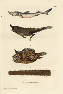 Diable: Smoothhand shark, angler fish, burrfish and sawfish bill