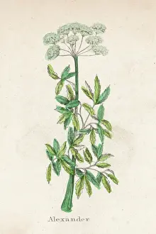 Lovage: SMYRNIUM OLUSATRUM