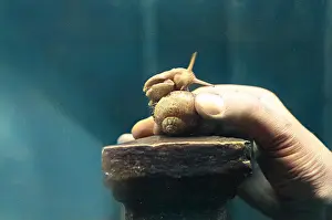 A SNAIL IN THE HAND