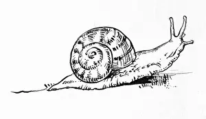 Snails: Snail - Illustration