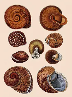 Intricate: Snail Shells