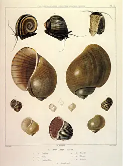 Snail: Snail Shells