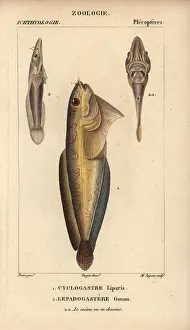 Liparis: Snailfish, Cyclogasterus liparis, and clingfish