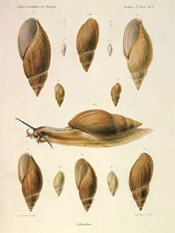 Snail: Snails