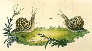Nodder: Snails