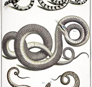 Tangled: Snake detail by Albertus Seba