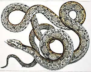 Curl: Snake by Albertus Seba
