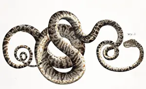 Curl: Snake by Albertus Seba