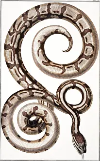Curl: Snake by Albertus Seba