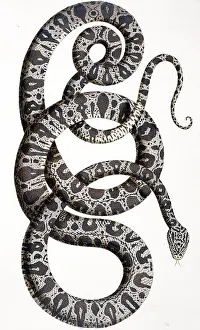 Curl: Snake by Albertus Seba