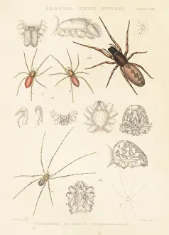 Arachnology: Snake-back, goblin and spitting spiders