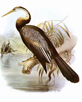 Smit: Snake Bird, Anhinga rufa