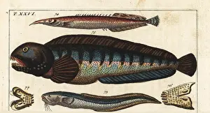 Blenny: Snake blenny, lesser spiny eel and wolf fish