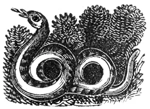 Serpents: Snake, c. 1800