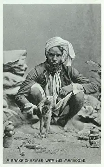 Mongoose: A Snake Charmer with a Mongoose