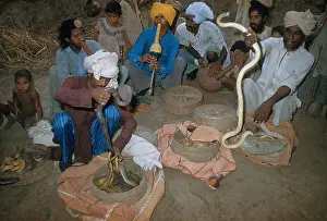 Charmer: Snake Charmers
