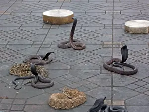 Marrakech: Snake charming in Marrakech, Morocco