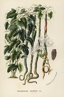 Gourd: Snake gourd, Trichosanthes cucumerina