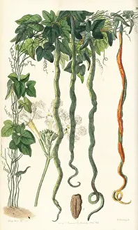 Gourd: Snake gourd, Trichosanthes cucumerina