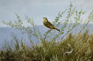 Perches: Snake in the Grass