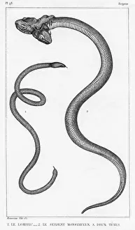 Monstrous: SNAKE WITH TWO HEADS