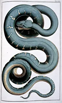 Albertus: Snake illustration by Albertus Seba